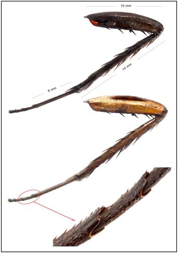 Periplaneta sp.